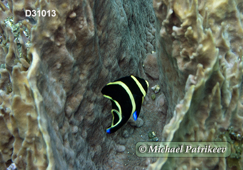 French Angelfish (Pomacanthus paru)